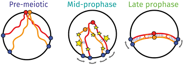 Image result for Meiosperma