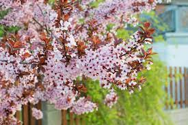 A collection of the most popular flowering trees for zone 7. Trees That Grow Perfectly In Zone 6