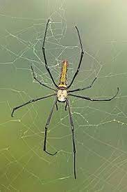 Pin On Nephila