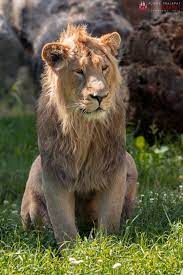 Log In Asiatic Lion Indian Lion Animals