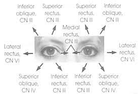 Eye Movements Muscles And Nerves Nerve Anatomy Muscle And Nerve Eye Nerves