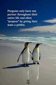 Pin By Radhareddy Garisa On Golden Words Penguin Love Quotes Penguin Quotes Life Partner Quote