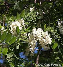 White, red, and purple, or even in pink,and yellow colors. Trees Of Wisconsin Robinia Pseudoacacia Black Locust