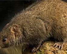 Image result for Eriosema monticola