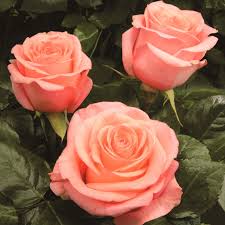 Image result for Margaretta rosea