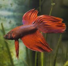 Common Betta Fish Diseases Betta Fish Care A Betta Fish Must Read Betta Betta Fish Care Fish