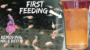 A betta should be fed every day or nearly every day. Feeding Betta Fish The Right Way Episode 5 Youtube