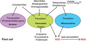 Check spelling or type a new query. Schematic Diagram Of The Impact Of Antibiotics On A Hypothetical Plant Download Scientific Diagram