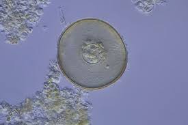 In cell biology, an organelle is a specialized structure within a cell that performs a specific function and that generally is considered to be separately enclosed within its own lipid membrane. 1 2 Difference Between Plant And Animal Cells Cells As The Basic Units Of Life Siyavula
