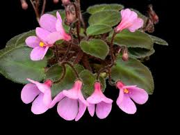 Welcome to the famous dave's garden website. African Violets By Lyndon Lyon Greenhouses
