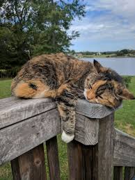Pin On Kedi Kedi Miyav Dedi