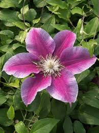 Image result for Clematis dolichopoda