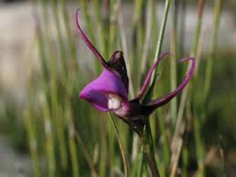 Image result for Disperis