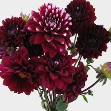 Where to buy dahlia flowers near me. Dahlias 5 Bunch 50 Stems Burgundys Wholesale Blooms By The Box