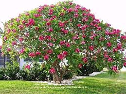 Plumeria Plumeria Tree Flowering Trees Winter Garden