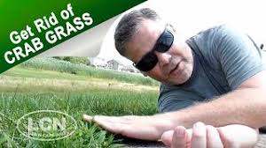 If you prefer to avoid products with synthetic chemicals, look for ones that contain concentrated vinegar ($20, walmart). How To Get Rid Of Crab Grass In The Lawn Youtube