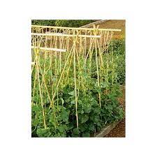 Maybe you would like to learn more about one of these? Bamboo Stakes
