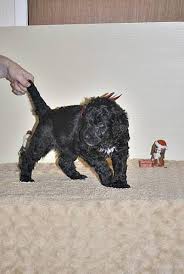 Moose the black giant schnoodle at 4 years old with his coat groomed short—moose is doing so well and at 1 year old he was done with the crate and was able to be trusted with free range of the house and yard. Giant Schnoodle Puppies For Sale In Duncan British Columbia Nice Pets Online