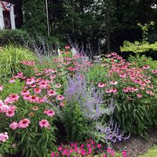 Feb 04, 2020 · conestoga nursery east earl opening hours 312 reading rd | findopen. A Profusion Of Pink In Maine Finegardening