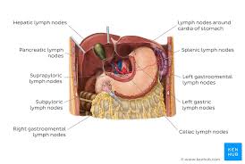 Causes, treatment, and life expectancy vary. Stomach Anatomy Function Blood Supply And Innervation Kenhub