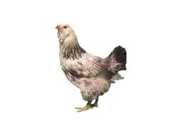 However, the breed can lay eggs with a blue shell which makes them unique. Americana Townline Hatchery