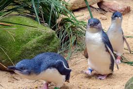 Courtesy of phillip island nature park/tourism australia. This Tiny Island In Australia Has A Penguin Parade Every Night Photos Mapped