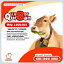 jual hewan qurban di pamulang from juraganmudaaqiqah.biz.id