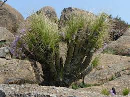 Image result for Xerophyta retinervis