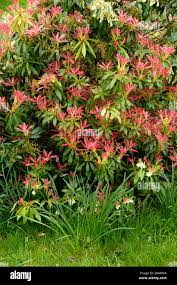 Image result for Pieris japonský obrázek