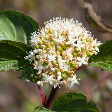 Image result for Cornaceae