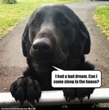 I Has A Hotdog Black Lab Black Lab Funny Dog Pictures Animal Pictures Dog Pictures