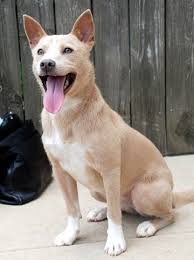 Black And White Pit Bull Mix Corgi Pitbull Mix Corgi Mixes Corgi Mix Puppies Pitbull Mix Corgi Mix