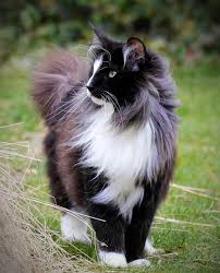 Norwegian forest cats are calm and quiet but can be very loud when they want food. The Legendary Tuxedo Cat Pethelpful By Fellow Animal Lovers And Experts