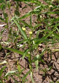 Image result for Streptopetalum serratum