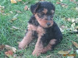 Image result for velšteriér