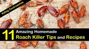 Our top pet safe roach killer: Killing Cockroaches 11 Amazing Homemade Roach Killer Tips And Recipes