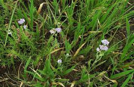 Image result for Denekia