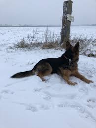 Have one of your own you'd like to share? German Shepherd Puppies Indiana Pa Hessumobiili