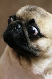 Funny Portrait Of A Surprised And Hungry Pug Girl Teases A Dog With Food Hypnotizes Moving Food In Front Of The Muzzle Baby Pugs Cute Pug Puppies Pugs Funny