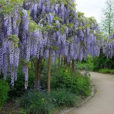 Bringing color, scent and interest into your yard, climbers also create a decorative screen or an ornamental. Wisteria Sinensis Prolific Clarenbridge Garden Centre