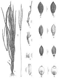 Image result for Megaloprotachne albescens