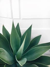 I N S T A Elle Martinez Greenery Wallpaper Plant Wallpaper Plant Background