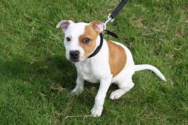 It was given the name staffordshire in reference to an area where it was very popular, to differentiate it from the other bull and terrier breeds. All Sizes Tilly The Cross Staffy Jack Russell We Think Flickr Photo Sharing