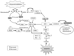 In one simple, gentle step, hif deep cleanses with cleansing fractions instead of common detergents while a long list of conditioning technologies, exotic oils, hyaluronic acid and precious rock extracts leave the hair in prime condition. Advances In The Targeting Of Hif 1a And Future Therapeutic Strategies For Glioblastoma Multiforme Review