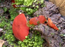 Image result for Pycreus melas