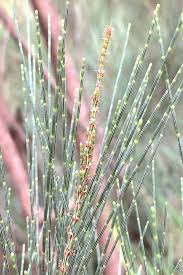 plant grass flower outdoor and nature in 2020 grass flower plants flowers
