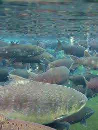 American Fisheries Society • www.fisheries.org the Juvenile salmon Acoustic  telemetry system: A New Tool Operating Hatcheries