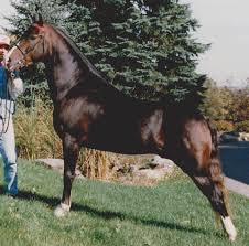 Rocky Mountain Horse Association Online Database