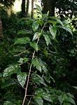 Image result for Allophylus chaunostachys × rubifolius