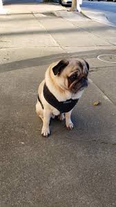 The Newest Canine Resident Of 714 Mr Wiggles 2020 In 2020 Canine Bulldog French Bulldog